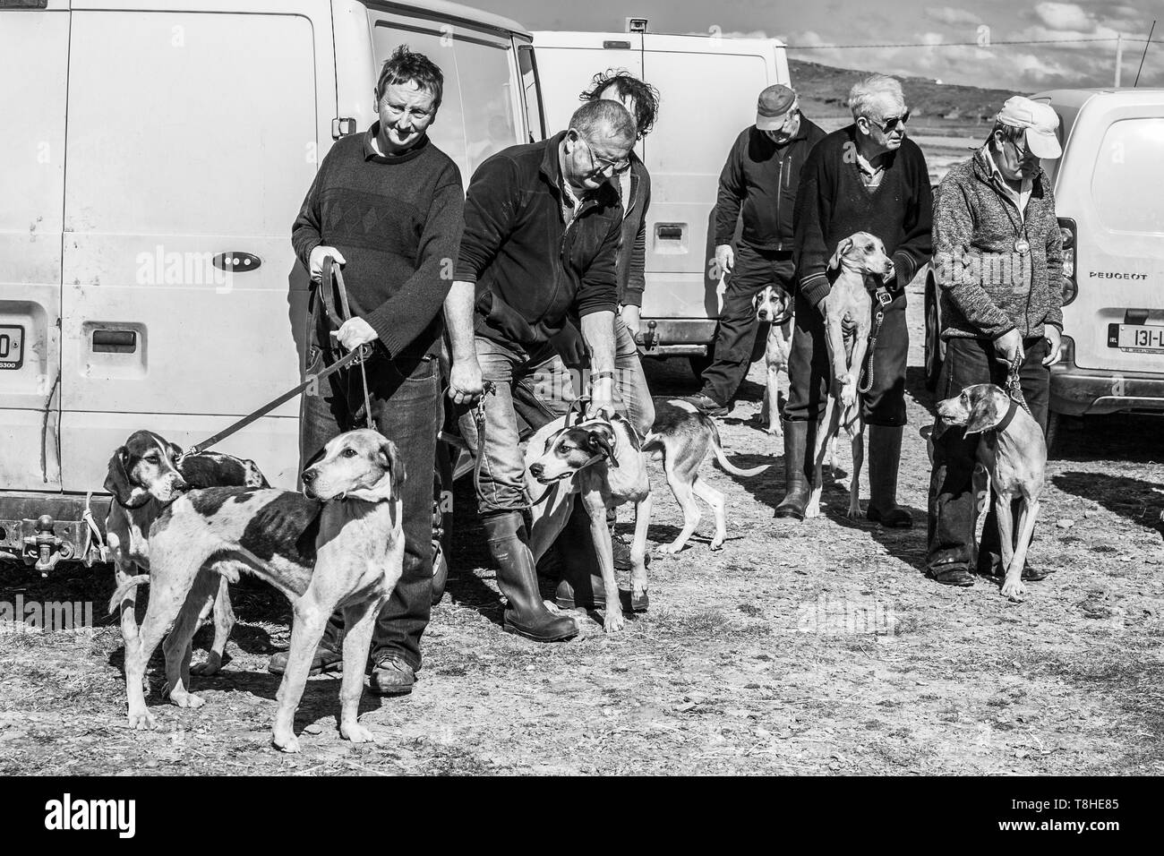 Jagd Rennen treffen Ziehen, Valentia Island, County Kerry, Irland Stockfoto