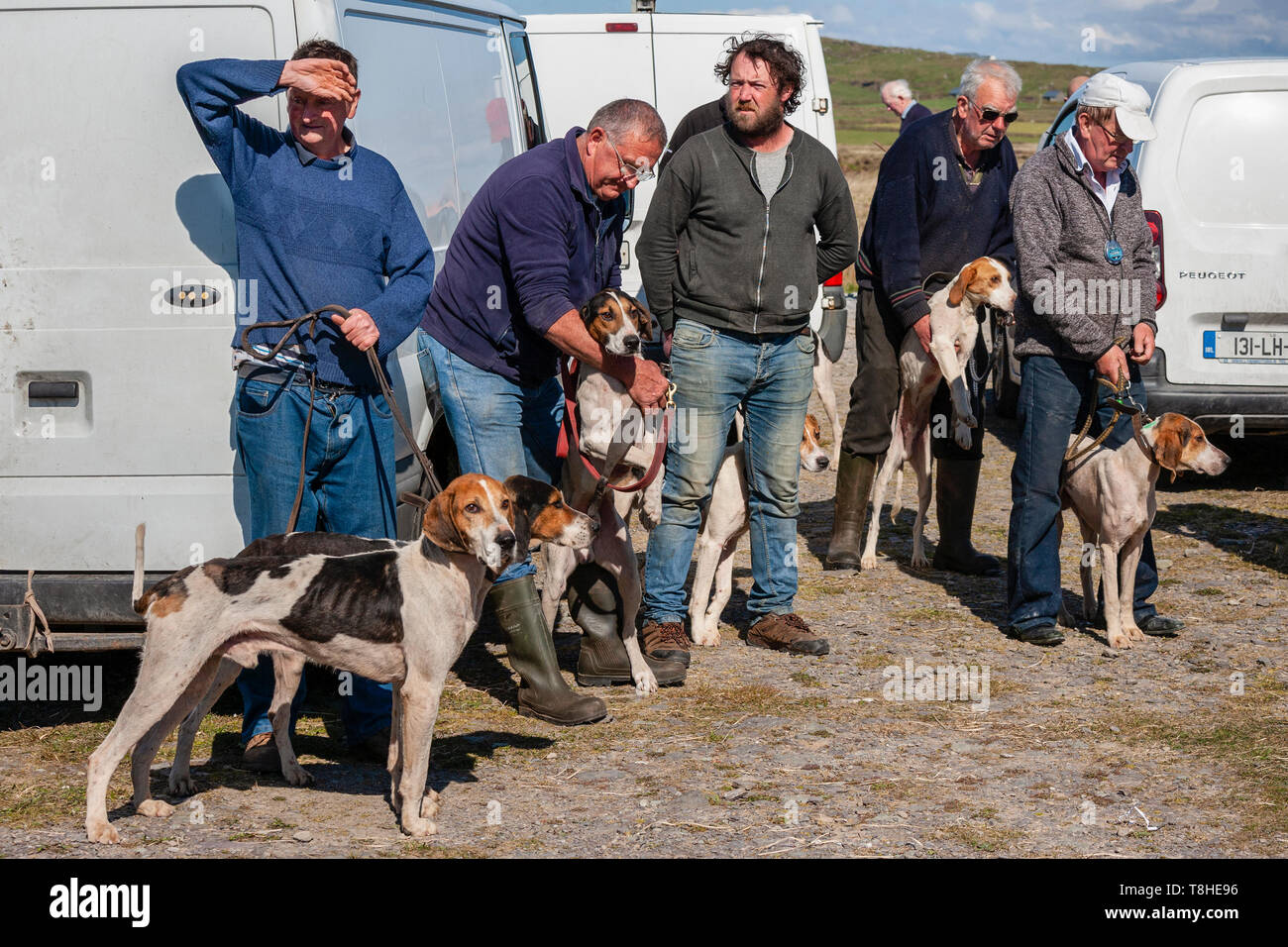 Jagd Rennen treffen Ziehen, Valentia Island, County Kerry, Irland Stockfoto