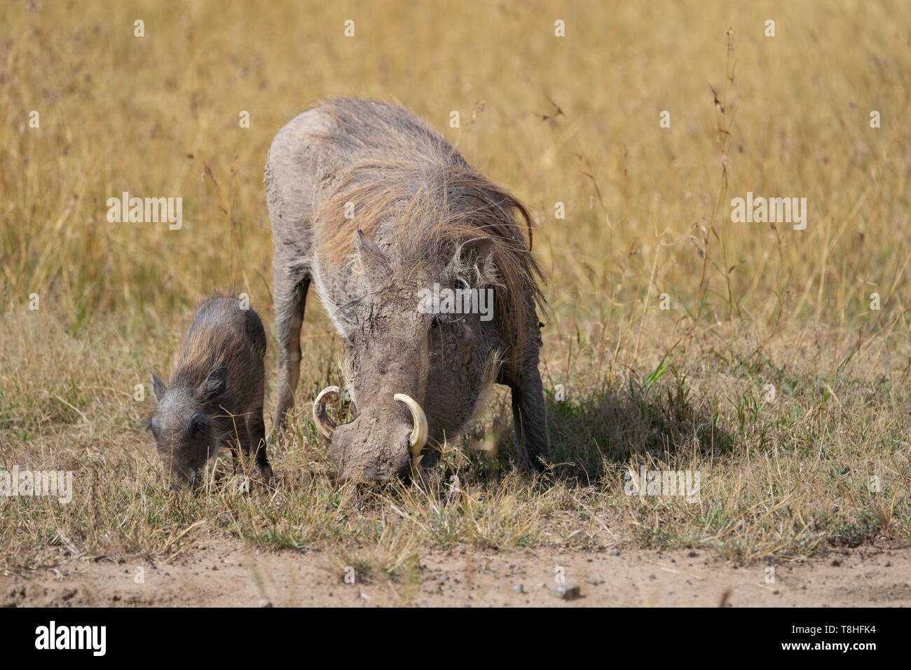 Warzenschwein mit Baby füttern im Gras in Kenia Stockfoto