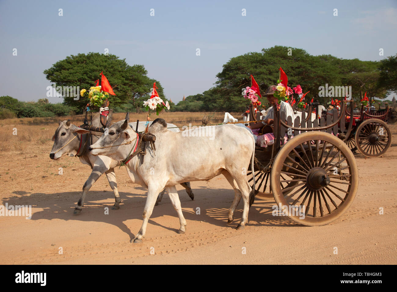 Warenkorb mit Ochsen fest angezogen, Alt Bagan Bereich Village, Mandalay, Myanmar, Asien Stockfoto