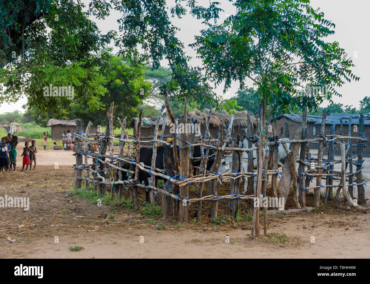 Ein khola oder Vieh pen für Rinder in einem Dorf in Malawi Chikwawa neben einem Verstemmt errichteten Baum Stockfoto