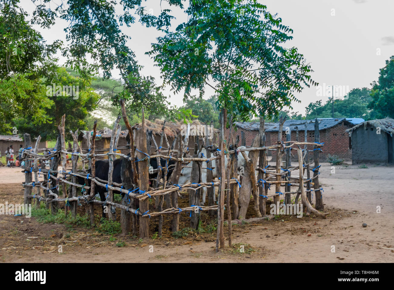 Ein khola oder Vieh pen für Rinder in einem Dorf in Malawi Chikwawa neben einem Verstemmt errichteten Baum Stockfoto