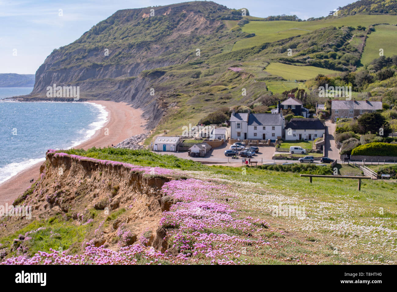 Seatown, Dorset, Großbritannien. 13. Mai 2019. UK Wetter: ein Teppich von schönen rosa Meer Sparsamkeit auf der Klippe am Seatown wie das kristallklare blaue Meer funkelt entlang des South West Coast Path auf einem herrlich warmen und sonnigen Tag. Credit: Celia McMahon/Alamy Leben Nachrichten. Stockfoto