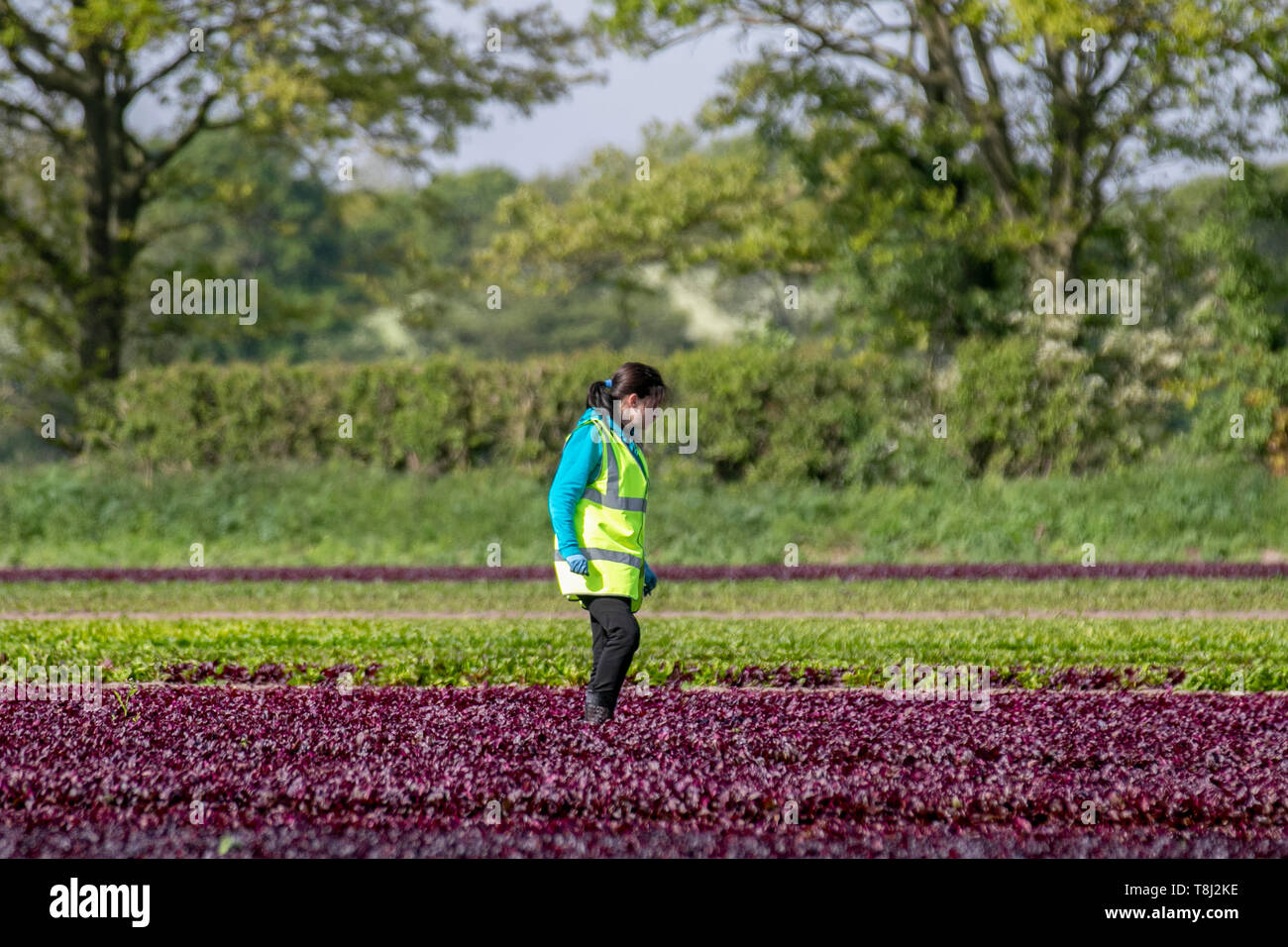 Jäten von roten Salatpflanzen in Rufford, Großbritannien. Mai 2019. Frühlingswetter in Großbritannien. Die Felder passen sich einem magentarot-rötlich-violetten Farbton an, da reifende Reihen von Rosensalat vor der Ernte auf Unkraut untersucht werden. Trotz der Brexit-Zweifel sind EU-Wanderarbeitnehmer in die Farmen im Nordwesten von Lancashire zurückgekehrt, um bei der Salaternte zu helfen. Romainsalat hat einen der höchsten Nährwerte in der Familie der Salatblätter. Stockfoto