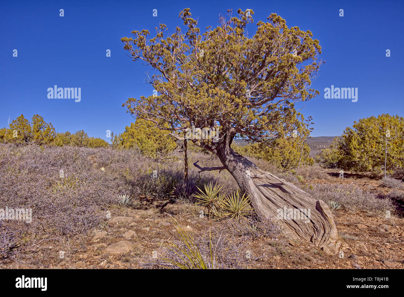 Twisted Wacholder, Wilson Berg, Sedona, Arizona, United States Stockfoto