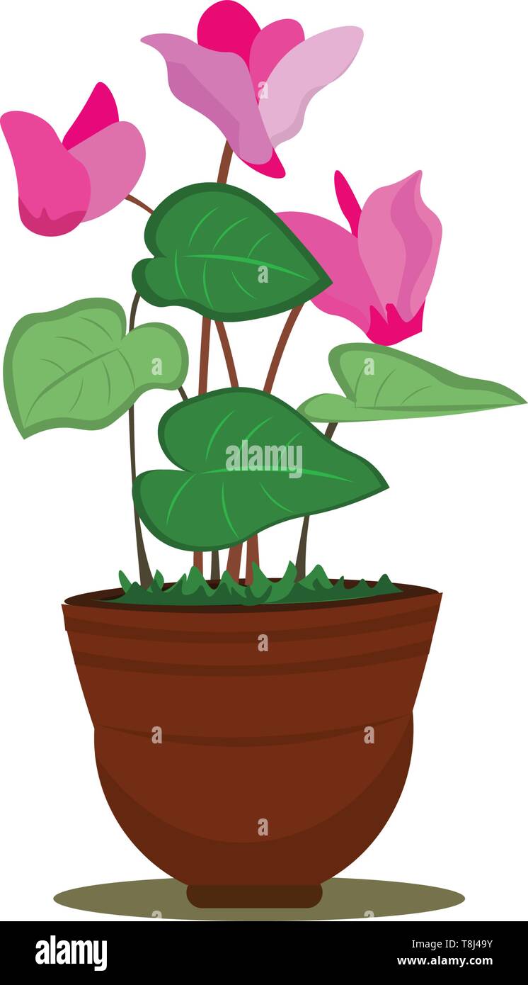 Einen Topf mit schönen cyclamen Blumen in rosa Farbe mit Menge Blätter, Vector, Farbe, Zeichnung oder Abbildung. Stock Vektor