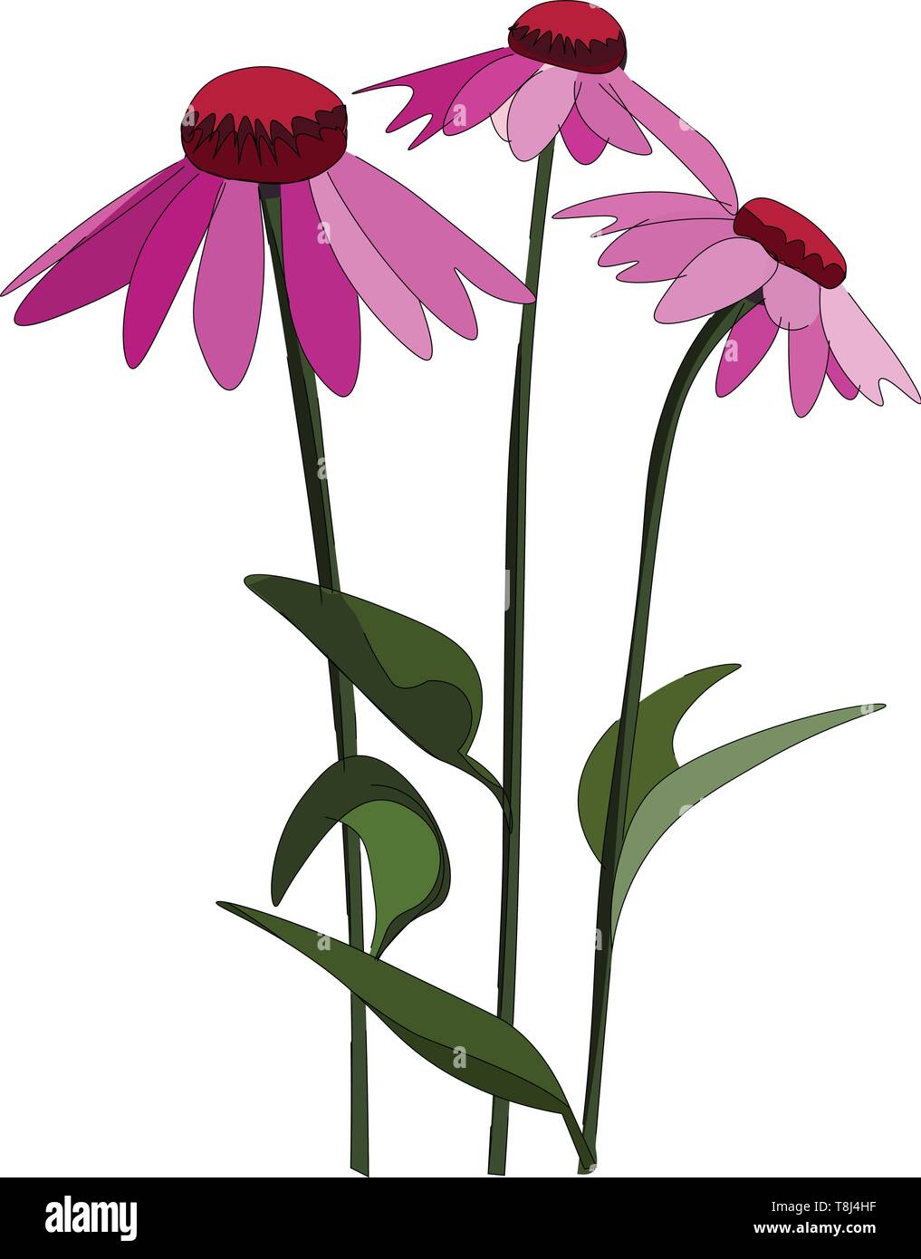 Eine kleine Pflanze mit schönen Echinacea Blumen, Vector, Farbe, Zeichnung oder Abbildung blühte. Stock Vektor