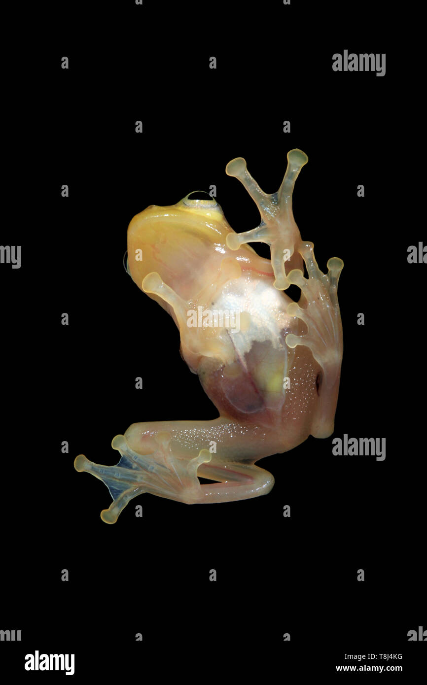 Golden Tree Frog auf einem Stück Glas, Indonesien Stockfoto