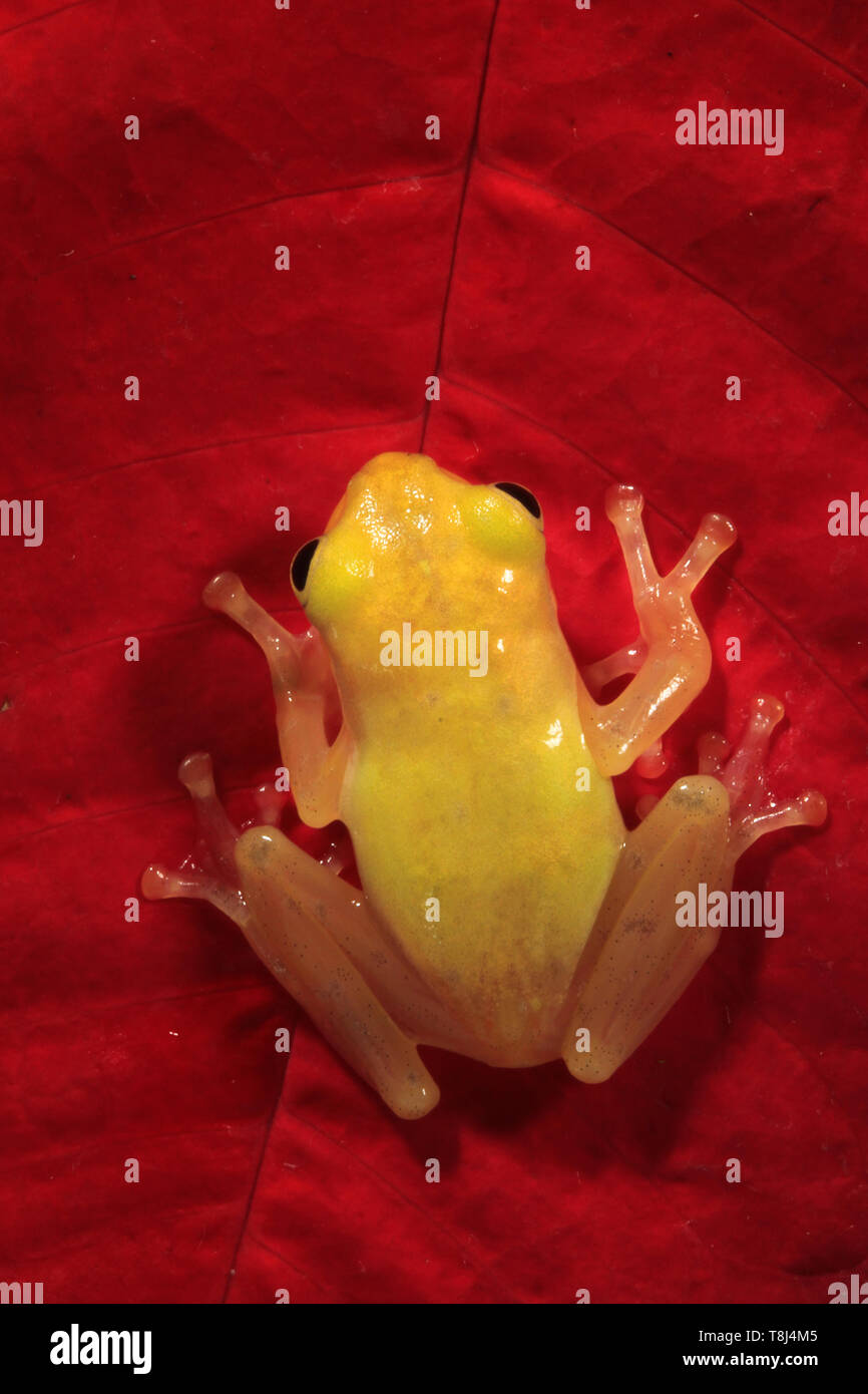 Golden Tree Frog auf ein rotes Blatt, Indonesien Stockfoto