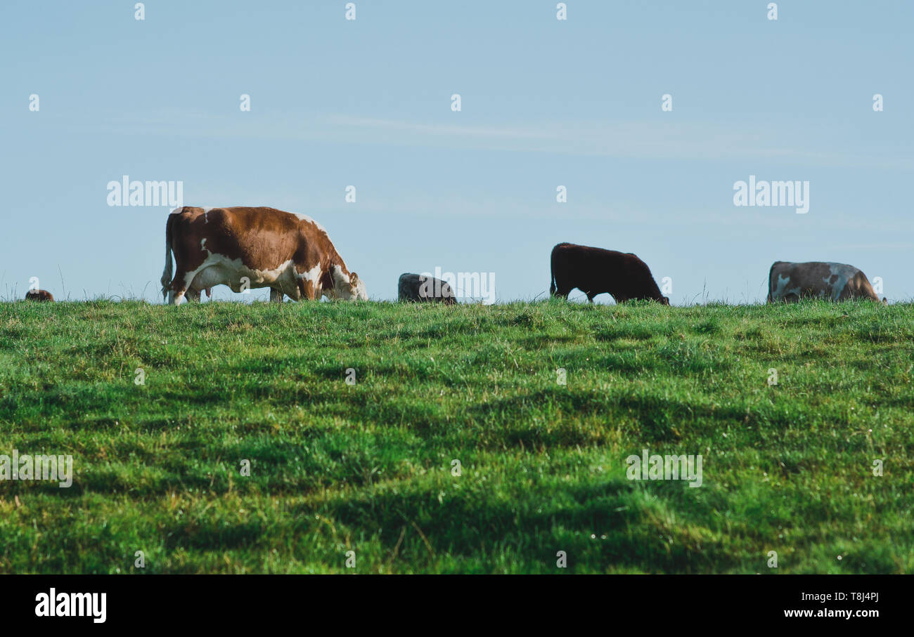 Eine Herde Kühe grasen auf einem Hügel, Shropshire, Großbritannien Stockfoto