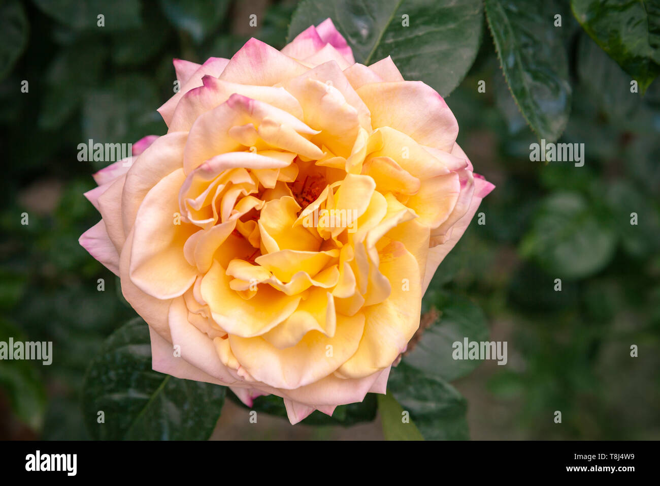 Gelb Rosa Rose Blume über dunklen Garten Hintergrund. Nahaufnahme mit weichen selektiven Fokus, Ansicht von oben Stockfoto