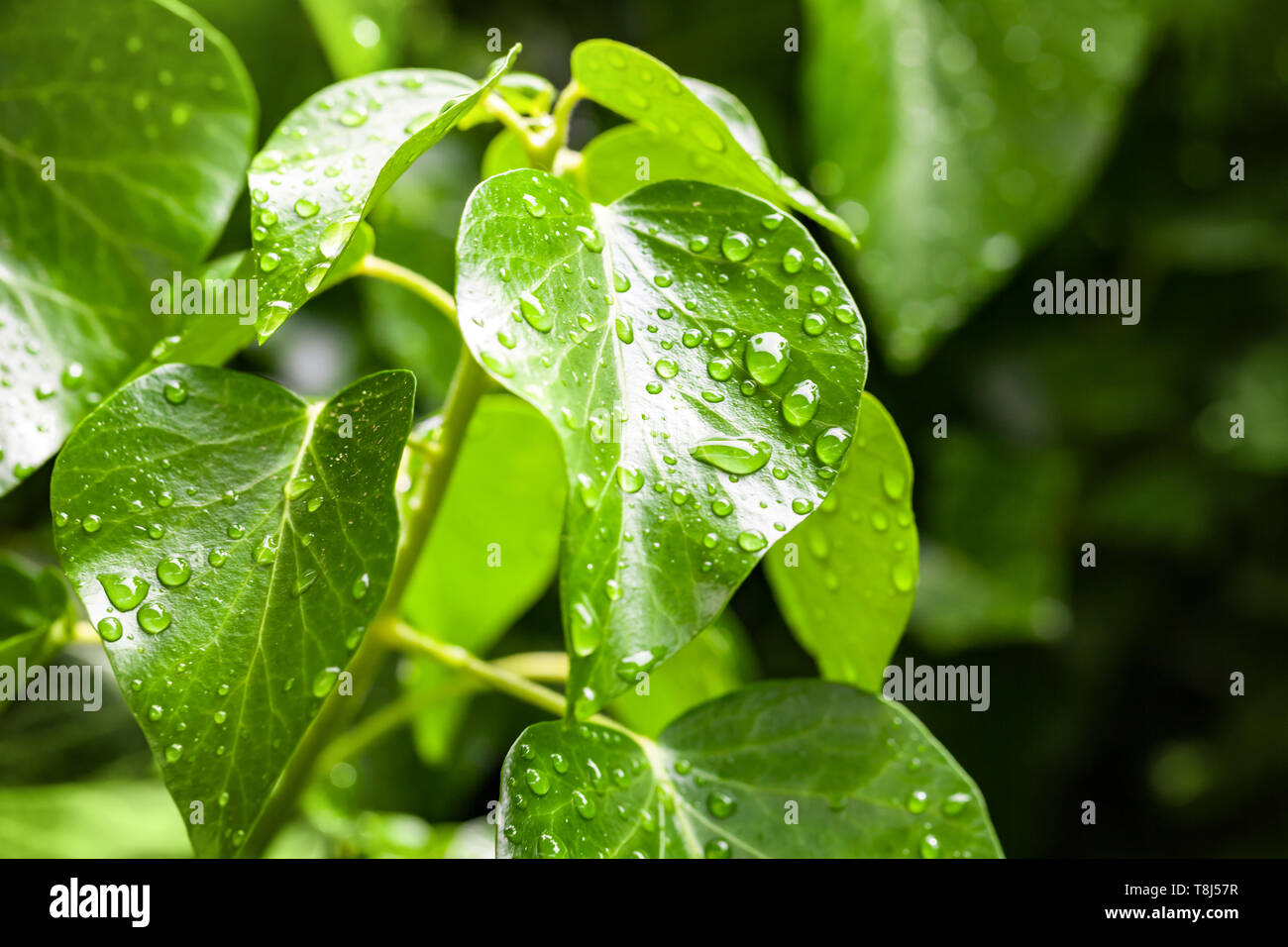 Natürliche Hintergrund mit frischen grünen tropischen Blätter und Tropfen Wasser auf Sie. Makro Foto mit selektiver Weichzeichner Stockfoto