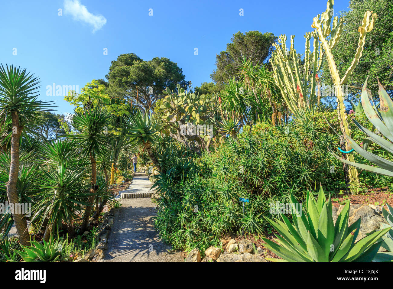 Frankreich, Alpes Maritimes, Saint Jean Cap Ferrat, Villa und die Gärten Ephrussi de Rothschild, der exotische Garten // Frankreich, Alpes-Maritimes (06), Saint-Jea Stockfoto