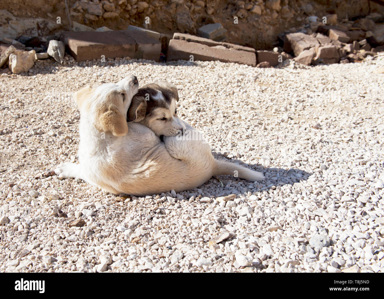 Zwei Hunde in der Sonne zusammen liegen, Jordanien Stockfoto