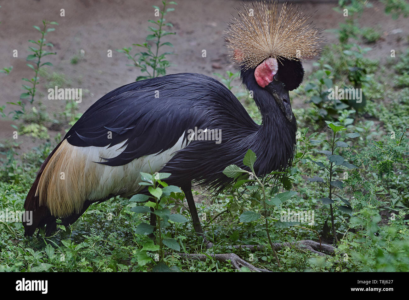 14 Aug 2007 Grau gekrönt Kran alipore Zoo kolkata West Bengalen, Indien Stockfoto