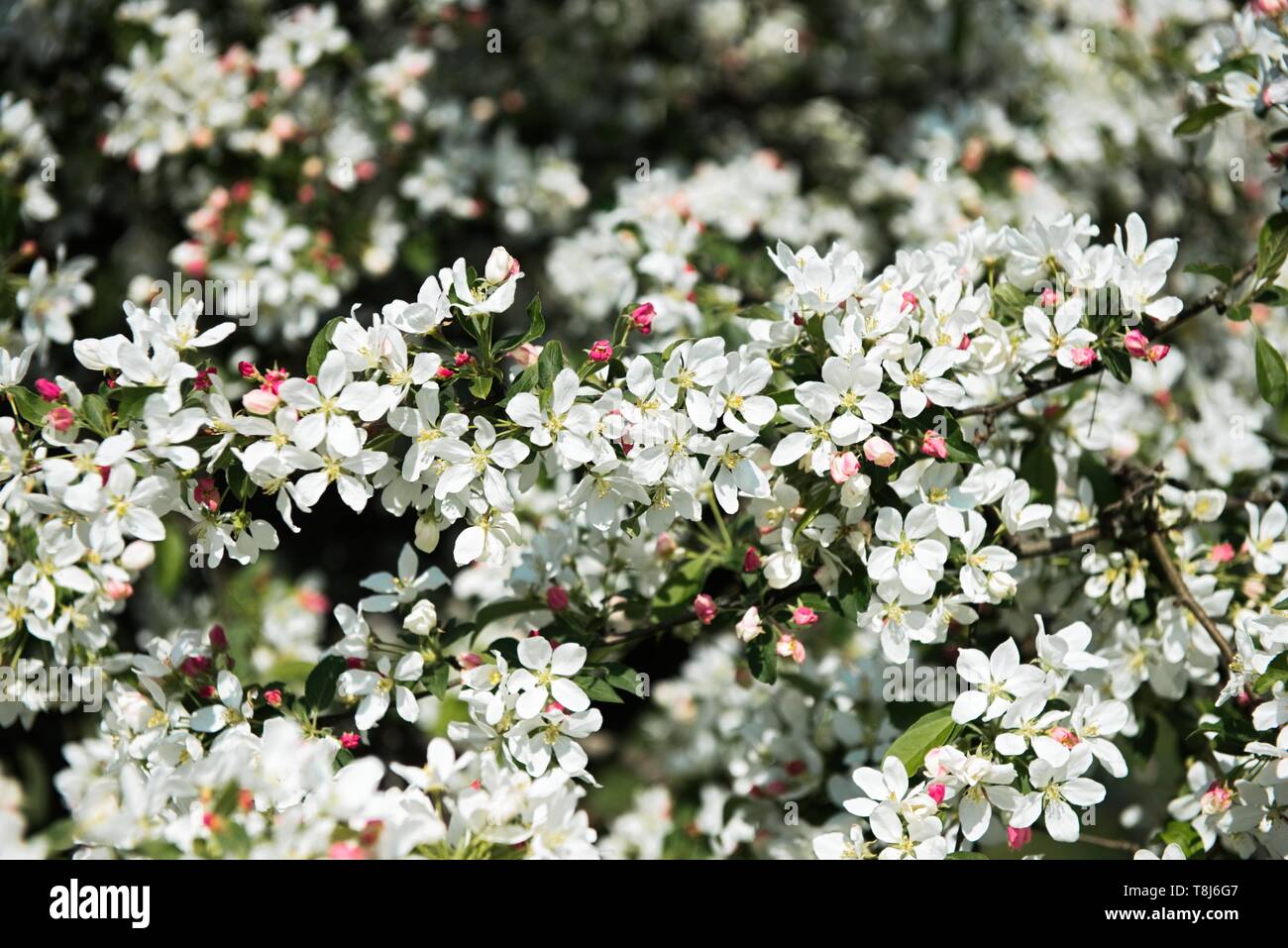 Schöne Blüte Apple Tree Branches wiegen sich im Wind im Frühling. Blossom apple Blütenknospe Baum Stockfoto