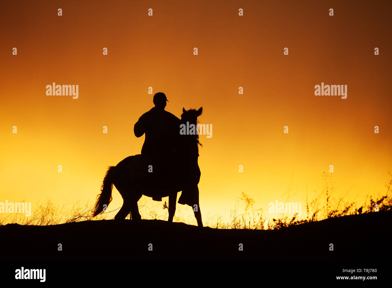 Schwarze Silhouette Der Reiter Auf Dem Pferd Und Schone Orange Sonnenuntergang Uber Feld Stockfotografie Alamy
