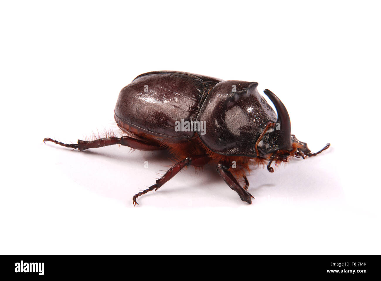 Closeup schoss der männlichen Nashorn Käfer (Oryctes nasicornis) auf weißem Hintergrund Stockfoto