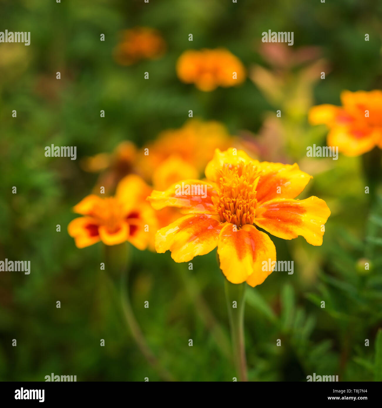 Quadratisches Bild von hellen, warmen Gelb und Orange Rot tagetes Blume mit Unkonzentrierten grünes Laub und ein paar Blumen auf Hintergrund. Selektive konzentrieren. Gruß Stockfoto