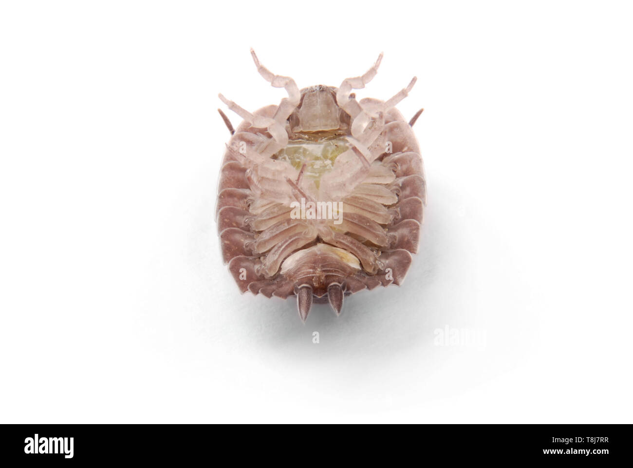 Nahaufnahme von einem gemeinsamen Asseln (Porcellio Scaber) von der Vorderseite isoliert auf weißem Hintergrund mit weichen Schatten Stockfoto