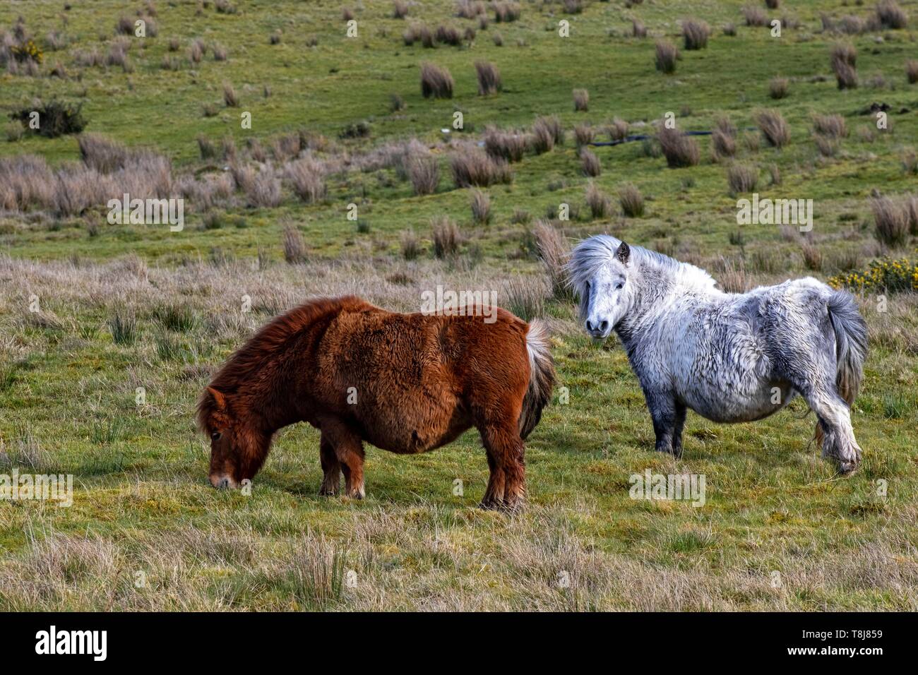 Irland, County Donegal, Glenveagh National Park, Dunlewy, Shetland Ponys Stockfoto