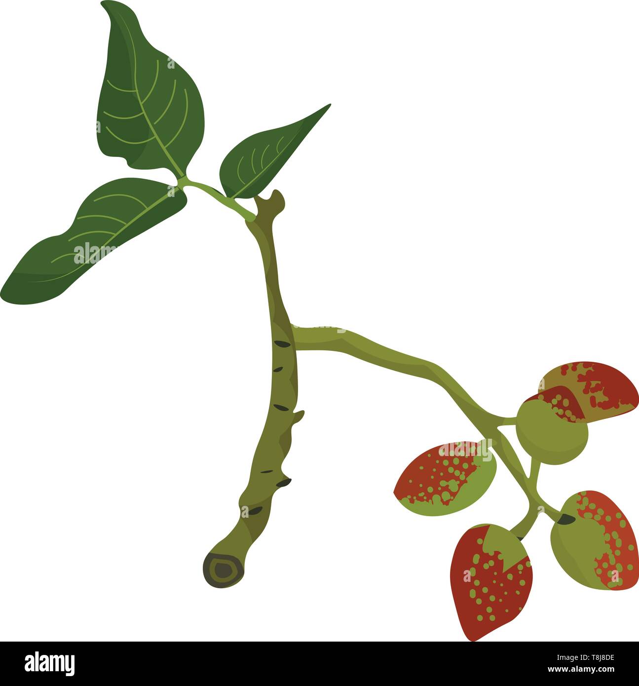 Ein Zweig der Pistazien Baum, der Rote Früchte und flachen Blätter mit parallelen Aderung auf weißem Hintergrund, Vector, Farbe, Zeichnung oder Il isolierte Gruppe Stock Vektor