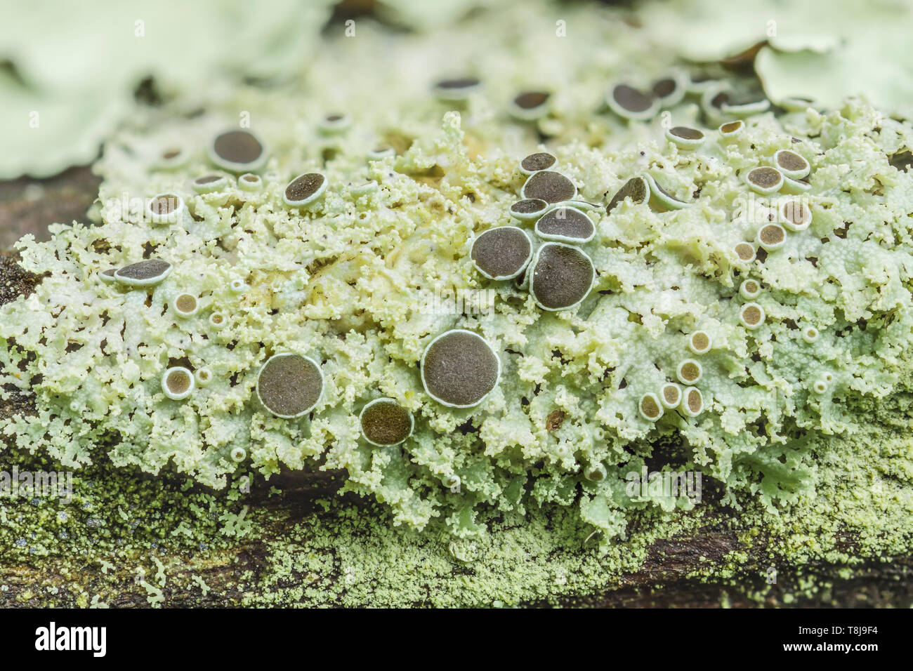 Flechten (Physcia), eine kleine, foliose Flechten, wachsen auf einem Ast. Stockfoto