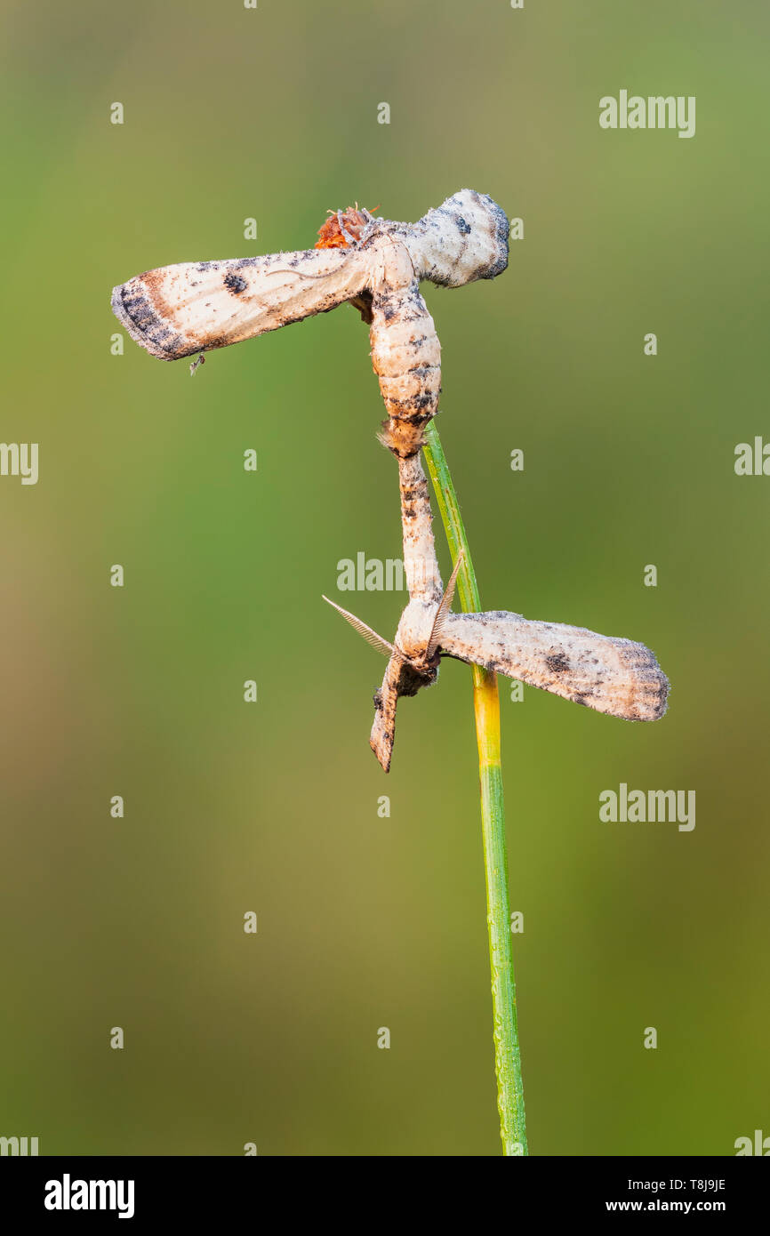 Ein paar Dimorphic Grau (Tornos scolopacinaria) Motten mate, während von einer Pflanze Stengel ausgesetzt. Stockfoto