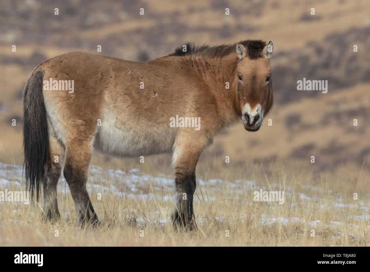 Die Mongolei, hustai National Park, Przewalski's horse oder mongolischen Wildpferd oder Dzungarian Pferd (Equus przewalskii oder Equus ferus Przewalskii), ab 1993 in Khustain Nuruu National Park wieder eingeführt Stockfoto