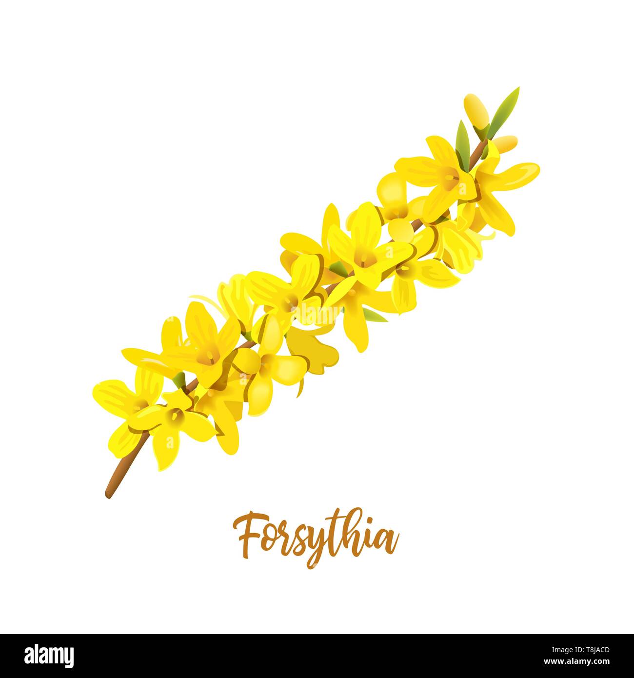 Forsythia suspensa, Ostern, Frühling Niederlassung mit blühenden gelben Blumen. Vector Illustration. Feder Dekor. Golden Bell, Stock Vektor