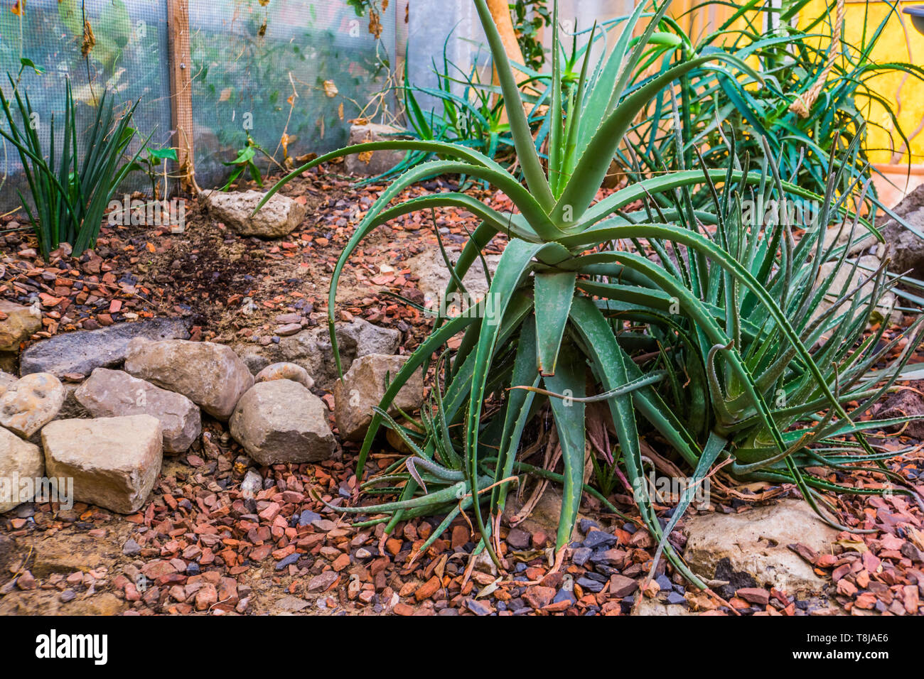 Groe Aloe Vera Pflanze in einem tropischen Garten, traditionelle  Heilpflanze aus Arabien Stockfotografie - Alamy