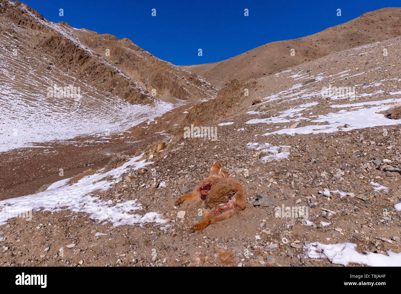 Die Mongolei, im Westen der Mongolei, Altai Gebirge, das Tal mit Schnee und Fels, Kalb von einer Snow Leopard getötet Stockfoto