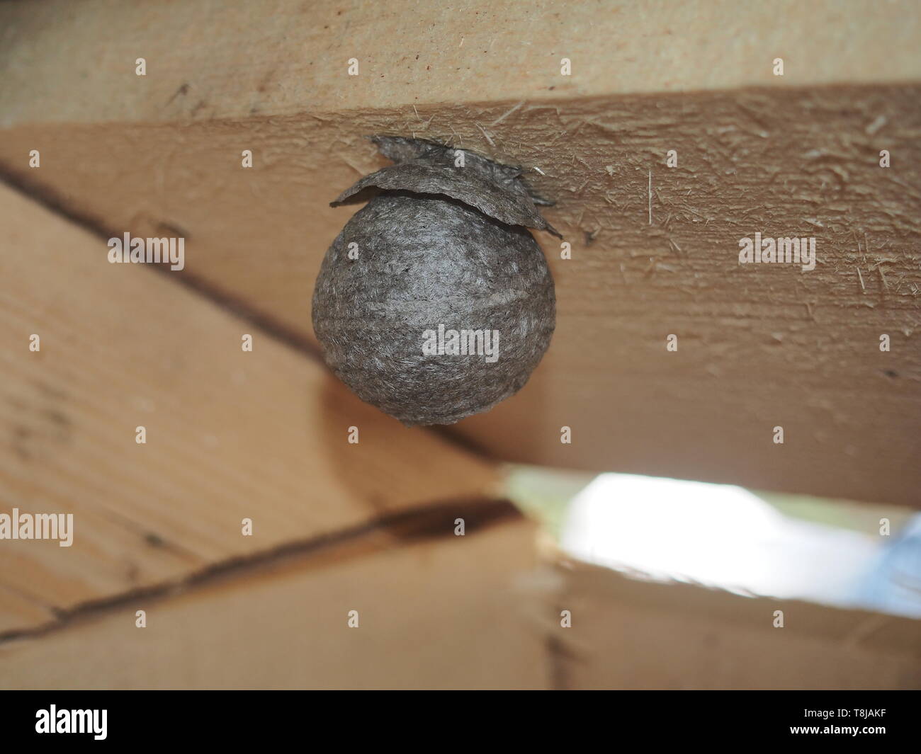 Die Wespe baut eine kugelförmige Nest. Gefährliche Insekt. Tier. Stockfoto
