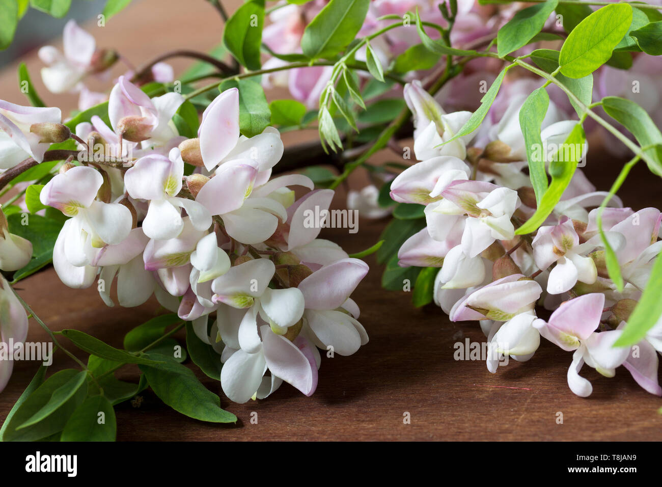 Schöne Blumen von Akazienholz, die auf einer hölzernen Oberfläche Stockfoto