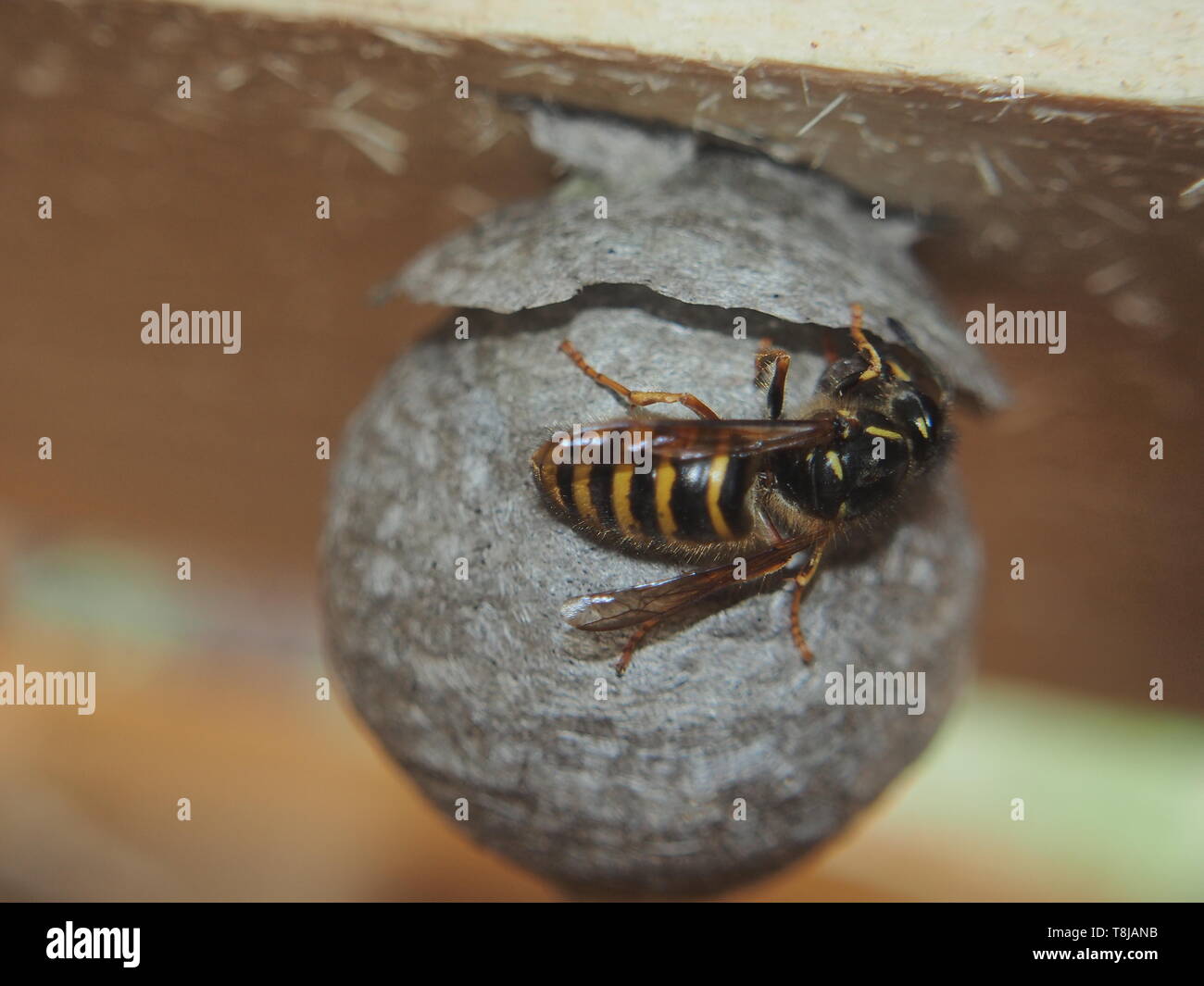 Die Wespe baut eine kugelförmige Nest. Gefährliche Insekt. Tier. Stockfoto