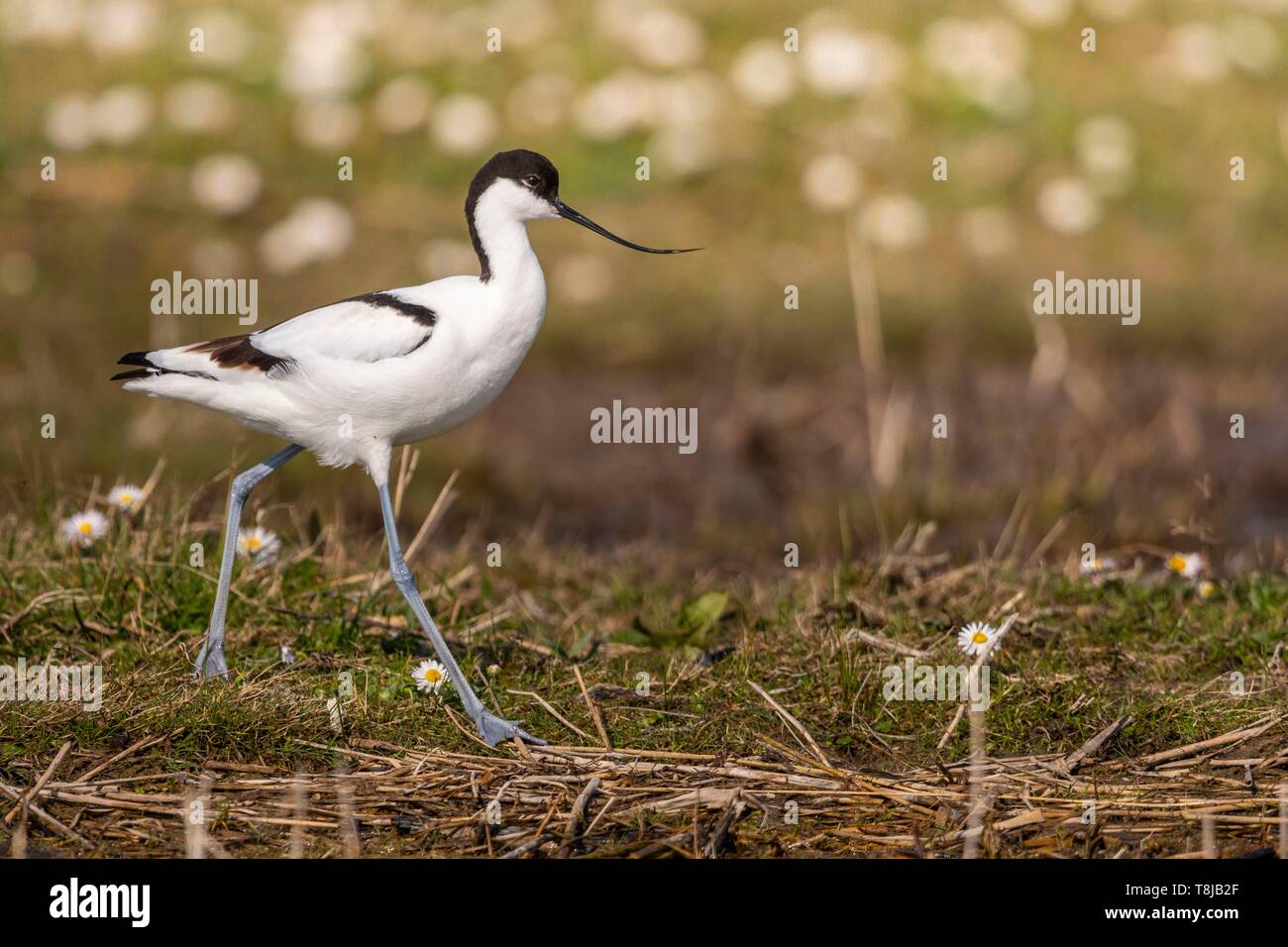 Frankreich, Somme, Baie de Somme, Baie de Somme Nature Reserve, Park Marquenterre, Saint Quentin en Tourmont, Pied Säbelschnäbler (Recurvirostra Avosetta) Stockfoto