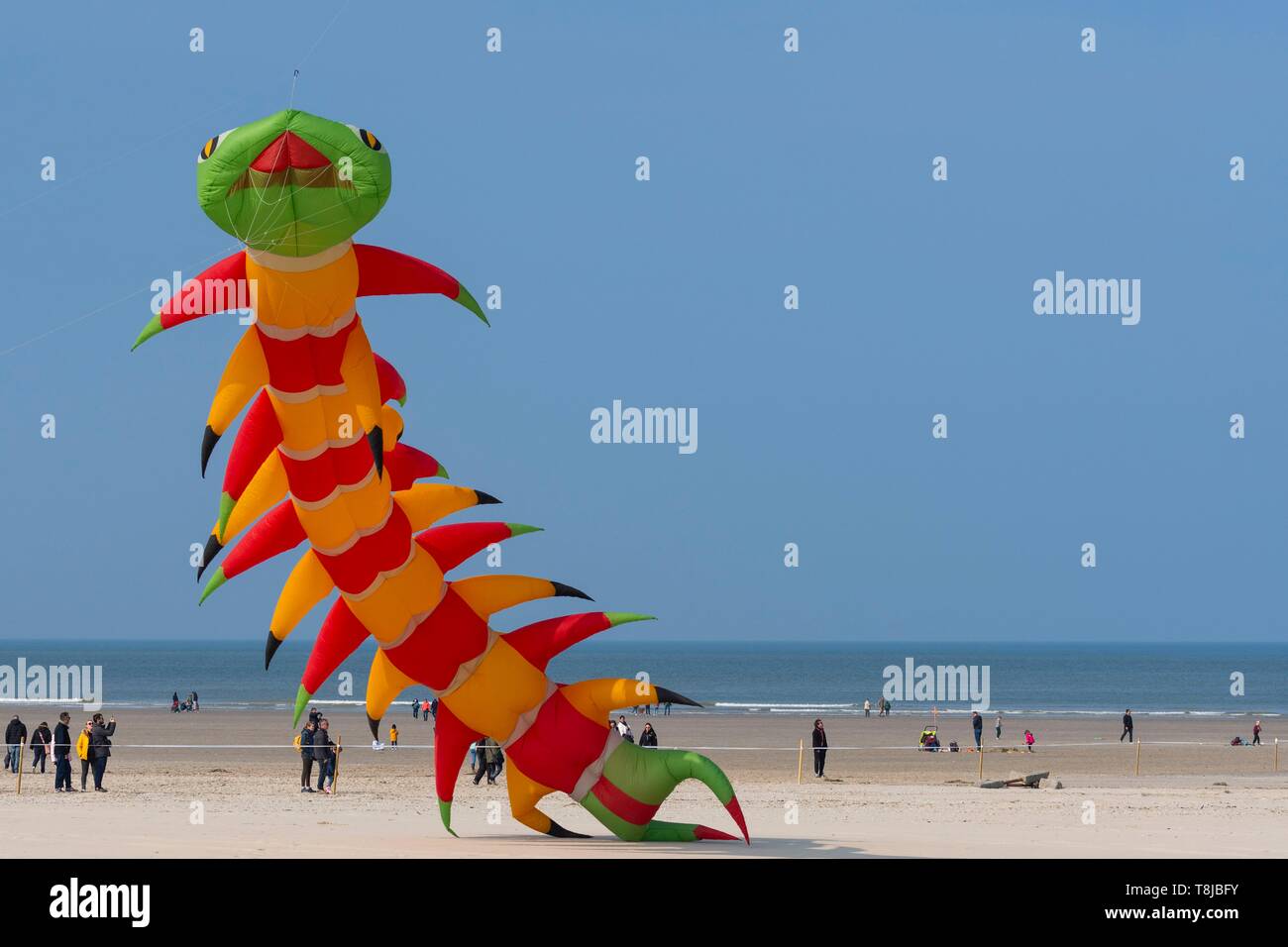 Frankreich, Nord-Pas-de-Calais", Opale Küste, Berck-sur-Mer, Berck-sur-Mer Internationale Kite Treffen, während 9 Tagen die Stadt begrüßt 500 Drachen aus der ganzen Welt für eine der wichtigsten kite Ereignisse in der Welt Stockfoto