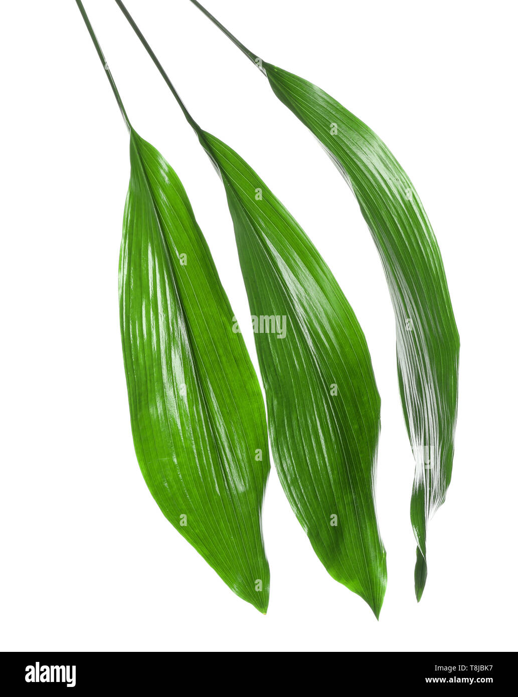 Schnen tropischen Aspidistra Bltter auf weiem Hintergrund  Stockfotografie - Alamy