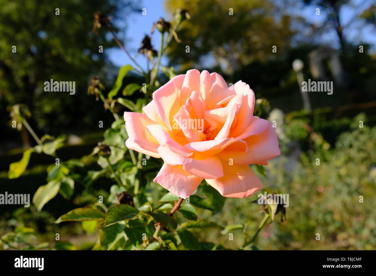 Haut Farbe rose Stockfoto