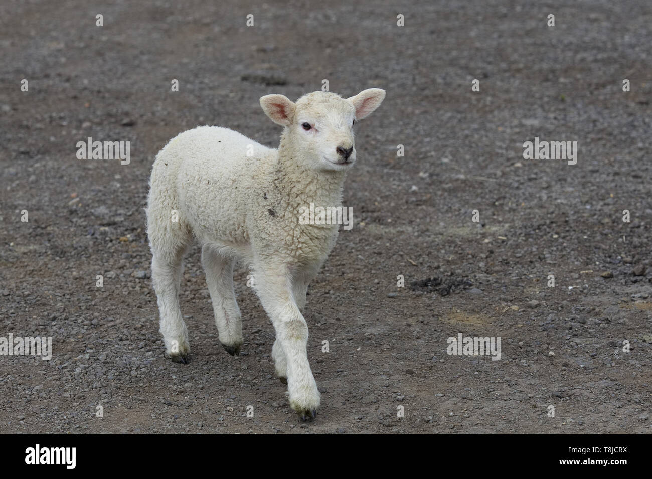 Lamm auf einem Feldweg. Stockfoto