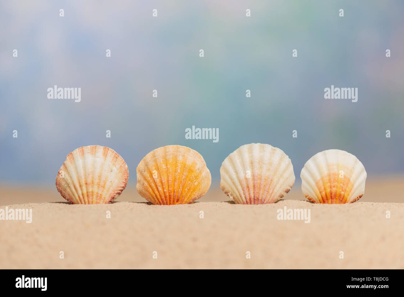 Horizontale Schuß von vier Seashells aufrecht in den Sand. Blue Sky wie Hintergrund. Kopieren Sie Platz. Stockfoto