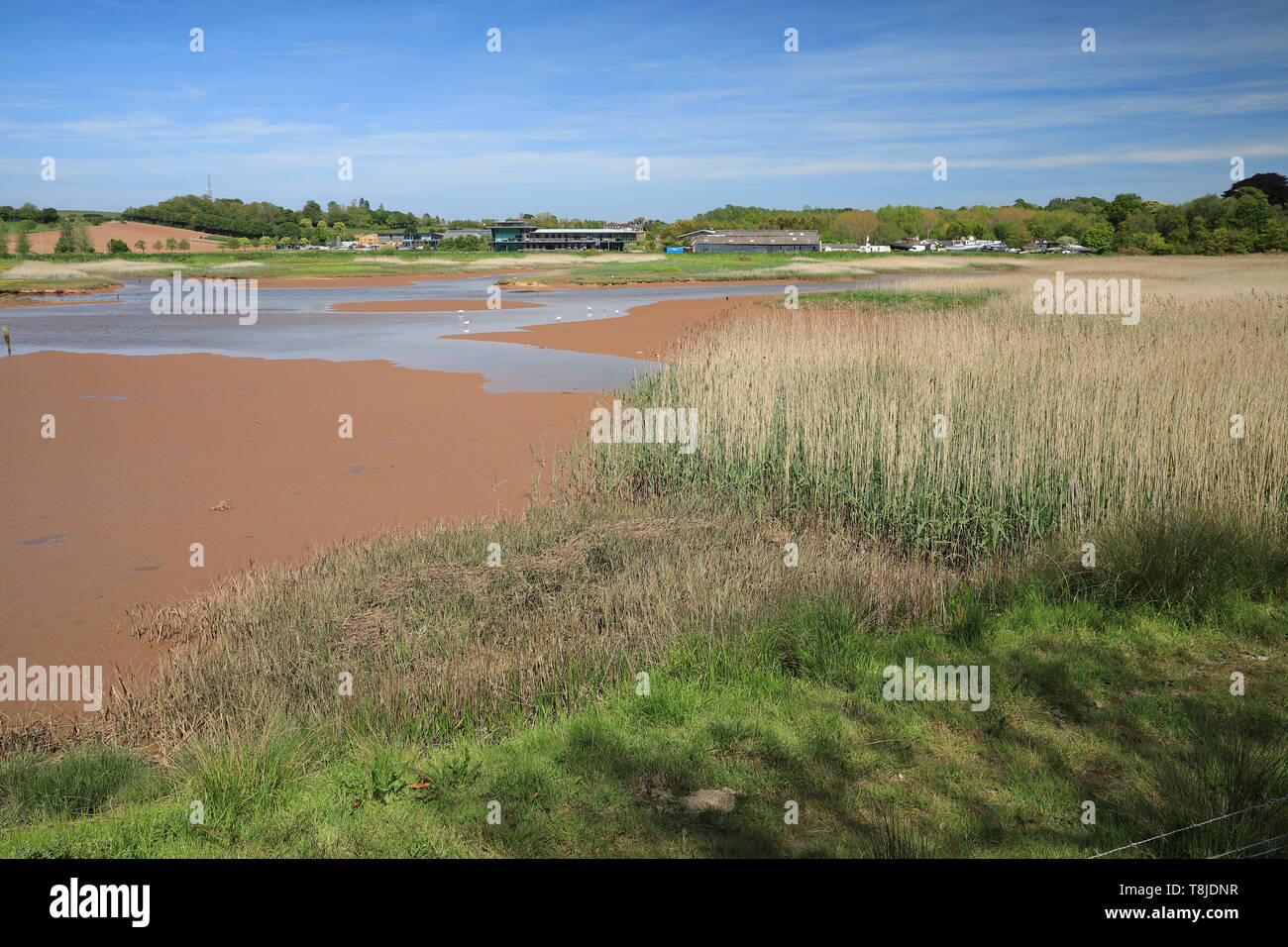 Bath, mit Blick über den Fluss Clyst in Richtung Dart Farm, Devon, England, Großbritannien Stockfoto