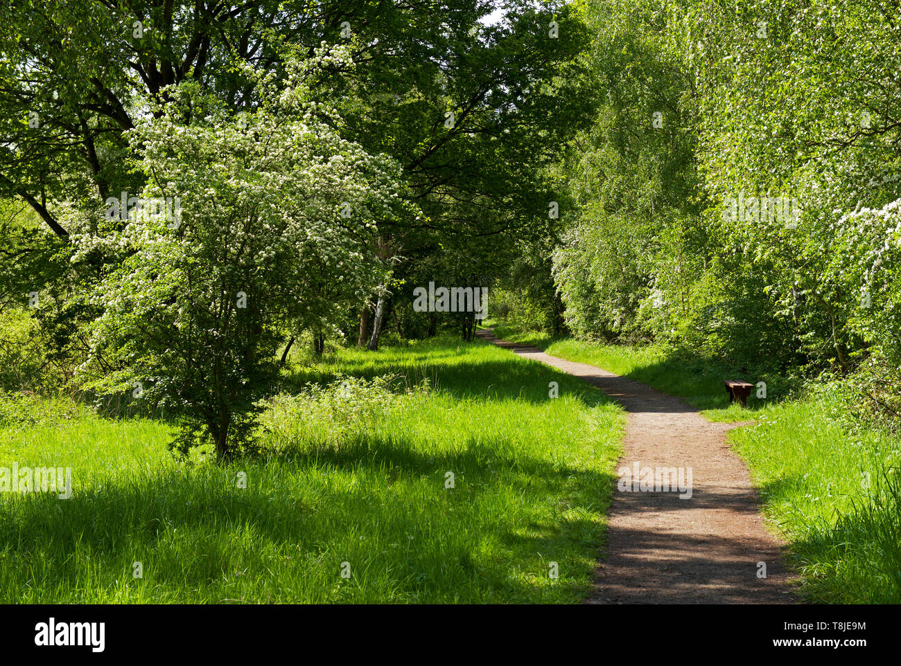 Potteric Carr, eine Yorkshire Wildlife Trust Naturschutzgebiet, in der Nähe von Doncaster, South Yorkshire, England, Großbritannien Stockfoto
