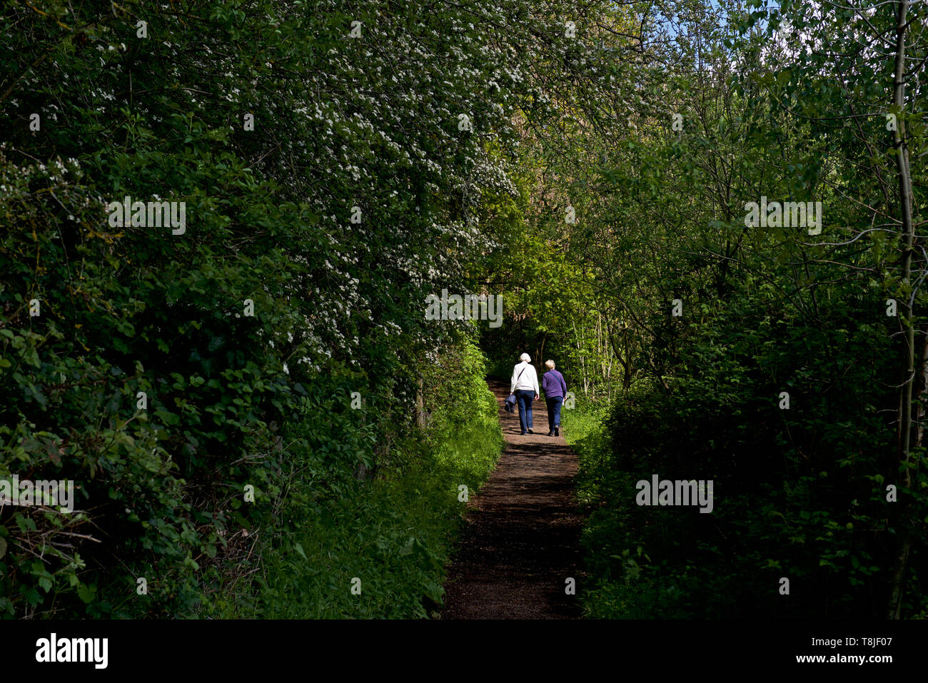 Potteric Carr, eine Yorkshire Wildlife Trust Naturschutzgebiet, in der Nähe von Doncaster, South Yorkshire, England, Großbritannien Stockfoto