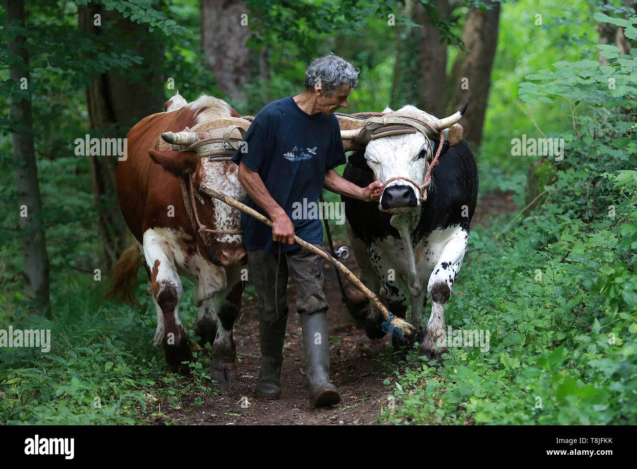 Frankreich, Haut Rhin, Münstertal, Soultzeren, Herr Philippe Kuhlmann, Züchter, Trainer und Anwender von Vieh in Plainfaing für eine nicht mechanisierte Landwirtschaft Stockfoto