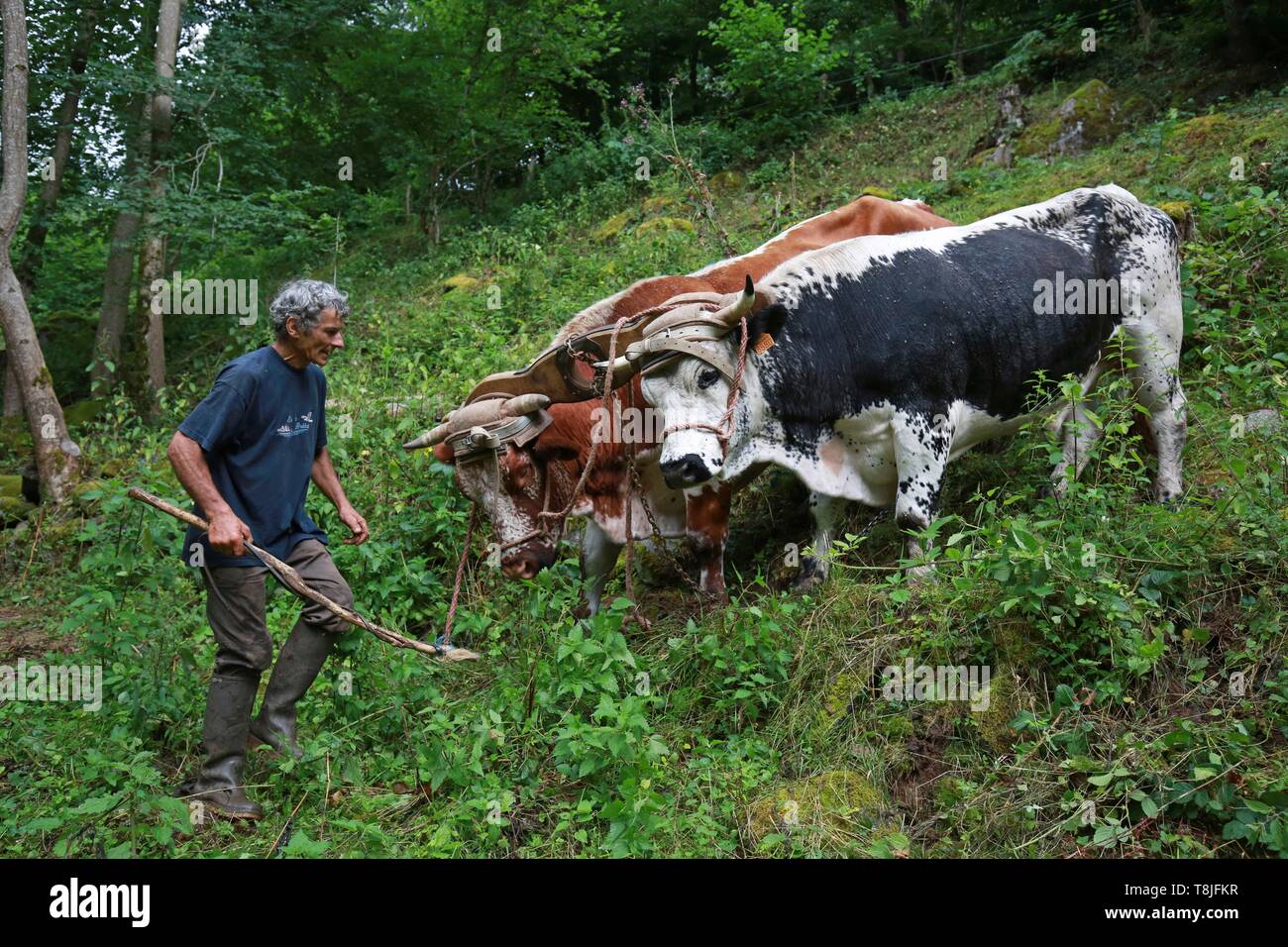 Frankreich, Haut Rhin, Münstertal, Soultzeren, Herr Philippe Kuhlmann, Züchter, Trainer und Anwender von Vieh in Plainfaing für eine nicht mechanisierte Landwirtschaft Stockfoto