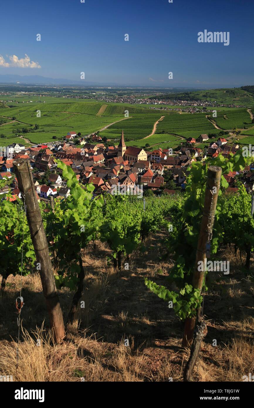 Frankreich, Haut Rhin, Route des Vins d'Alsace, Ammerschwihr, allgemeine Sicht auf die Weinberge und das Dorf Stockfoto