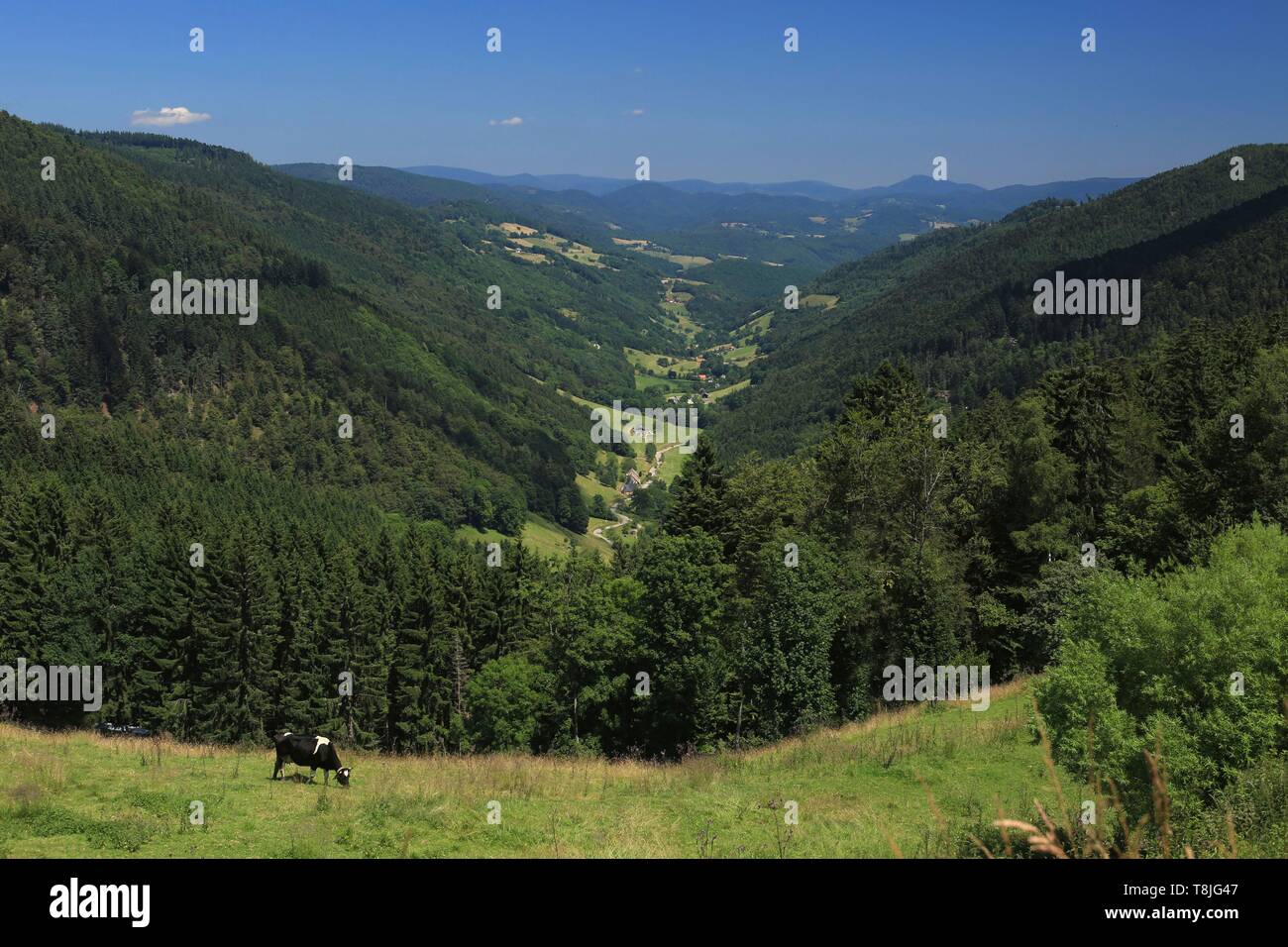 Frankreich, Haut Rhin, Hautes Vosges, Col des Bagenelles, Blick auf das Tal von Sainte Marie aux Mines Stockfoto
