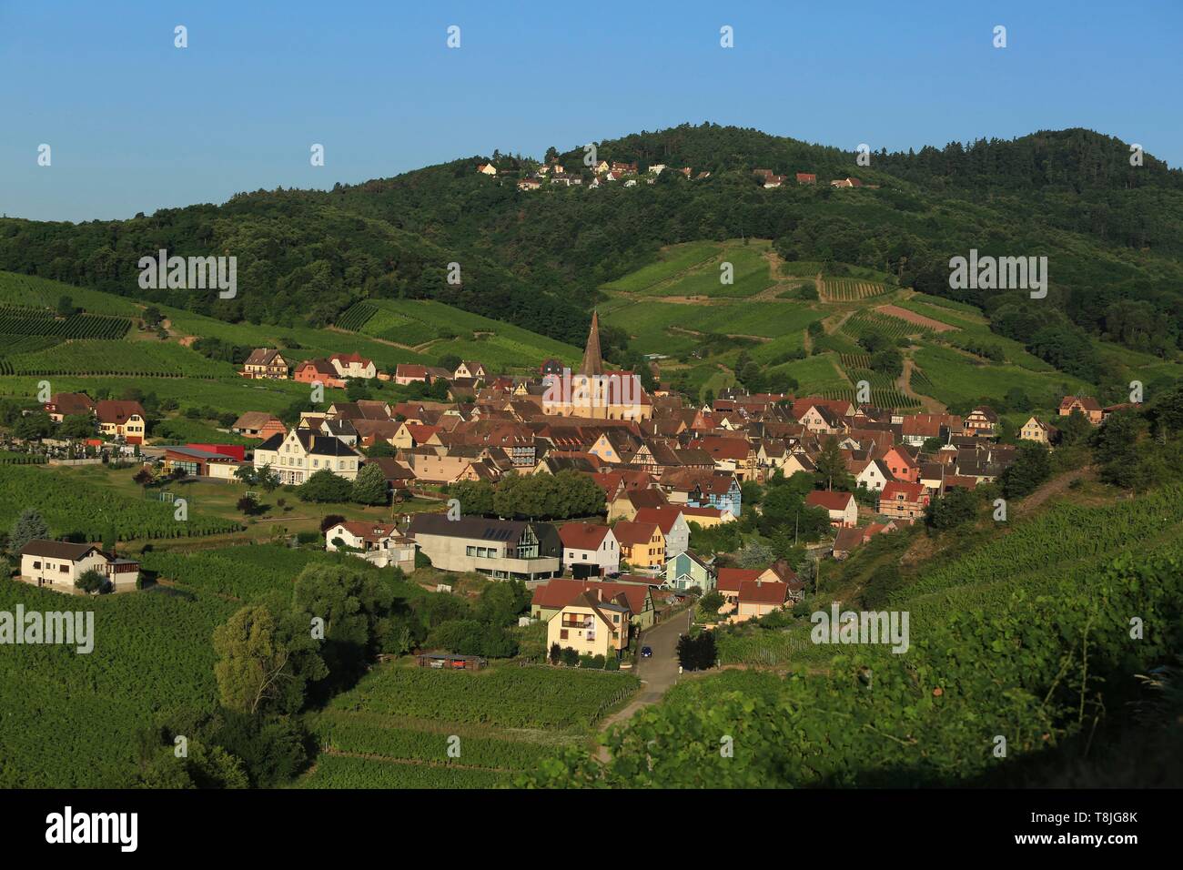 Frankreich, Haut Rhin, Route des Vins d'Alsace, Niedermorschwihr, allgemeine Sicht auf die Weinberge und das Dorf Stockfoto