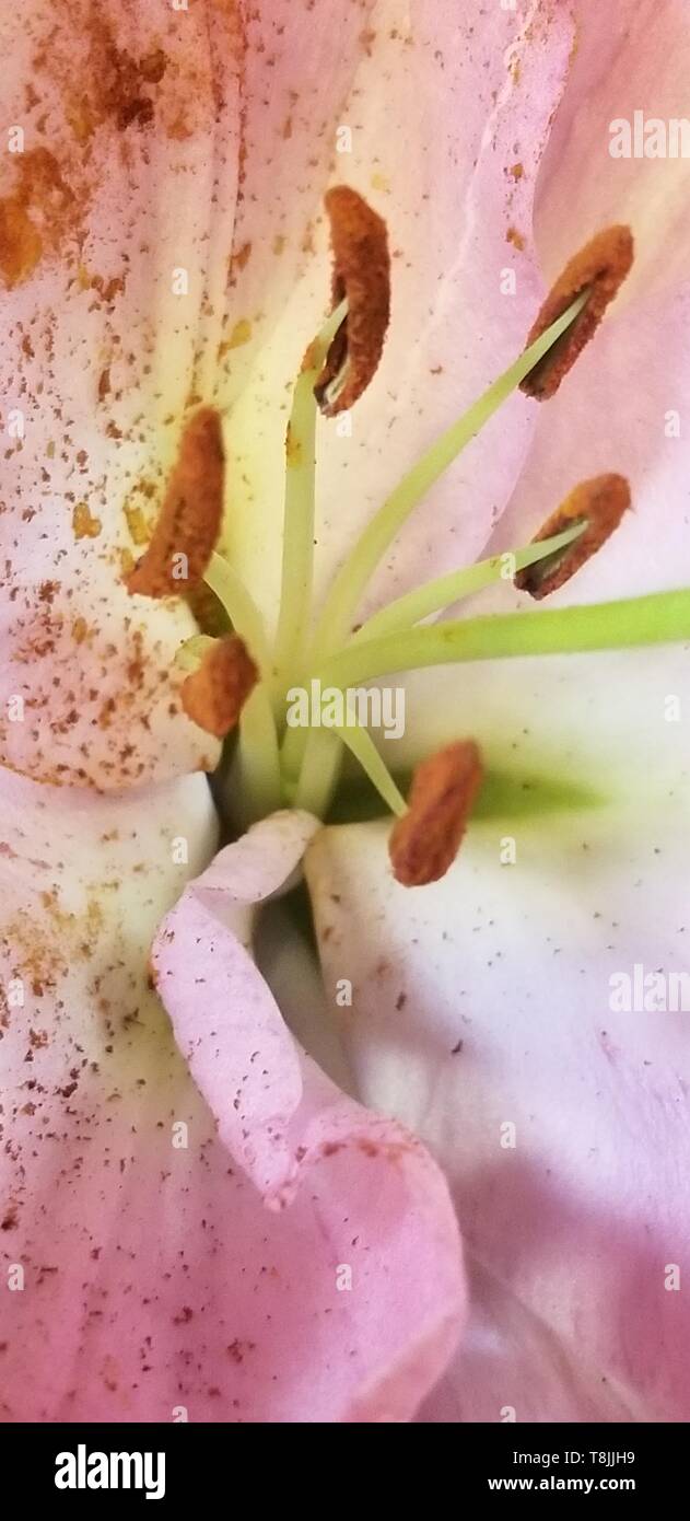 Rosa Lilie mit Pollen Stockfoto